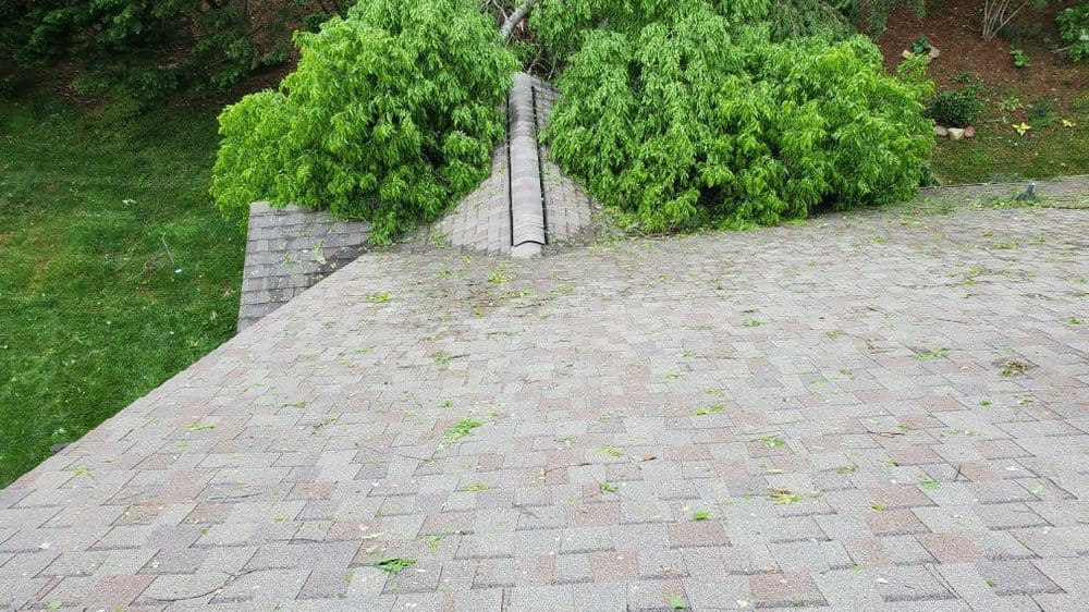 Overgrown tree branches on a sloped roof, with shingles partially visible underneath.